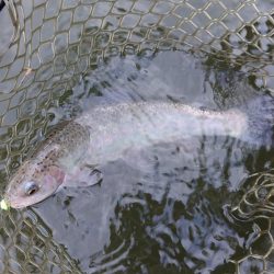 ボトム狙いで好調続く大安トラウトレイク